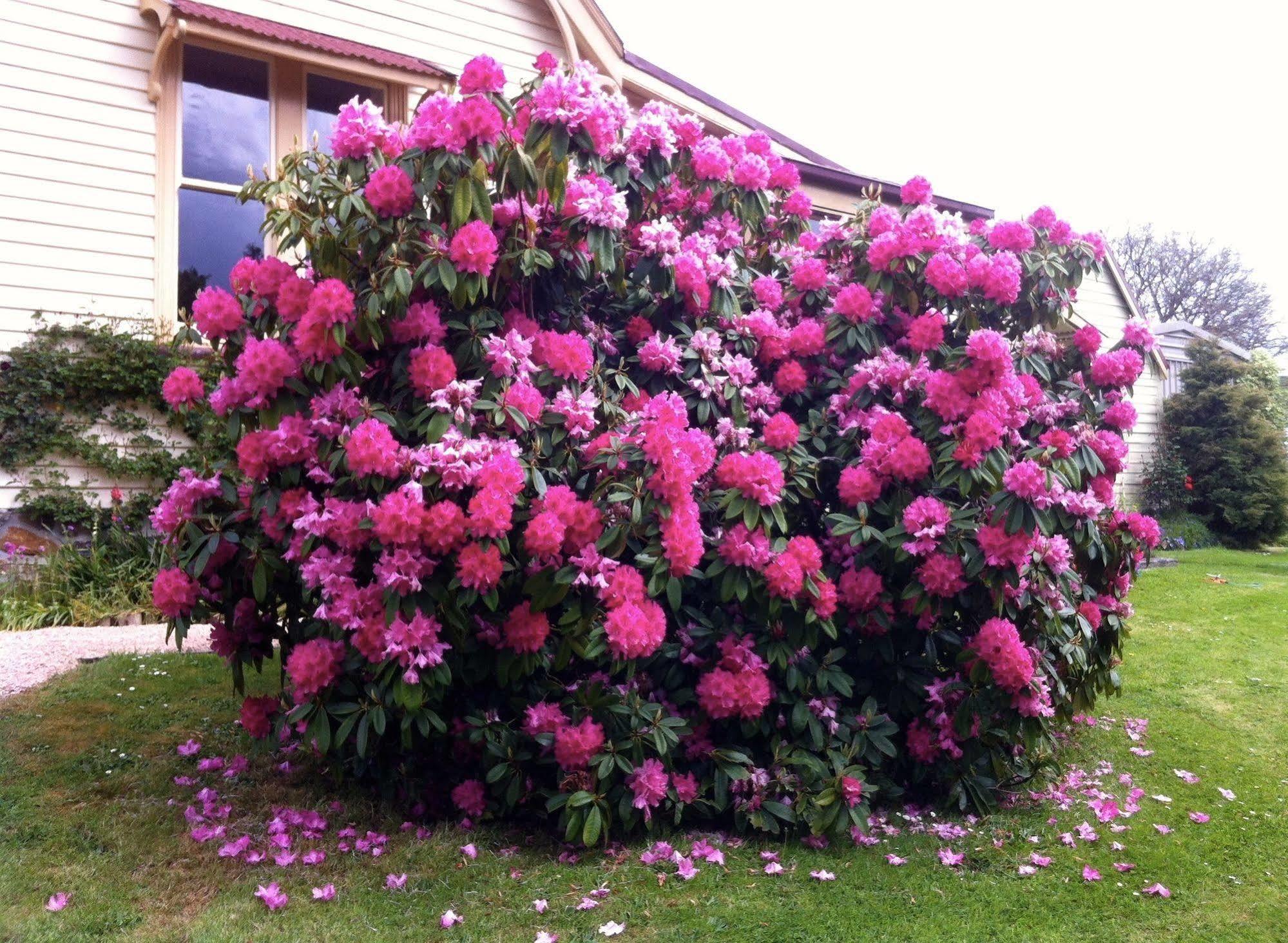 Cambridge House Breakfast & Bed Bed & Breakfast Geeveston Exterior foto